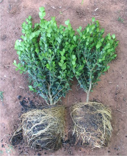 The two boxwood removed from the can and separated