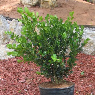 Another boxwood prior to pruning