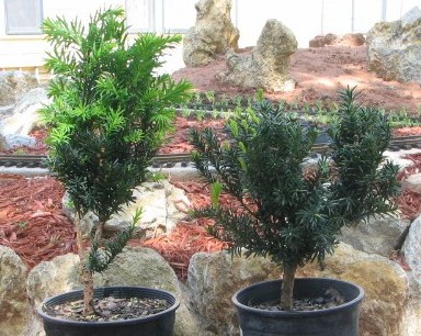Two Hick's yews after pruning